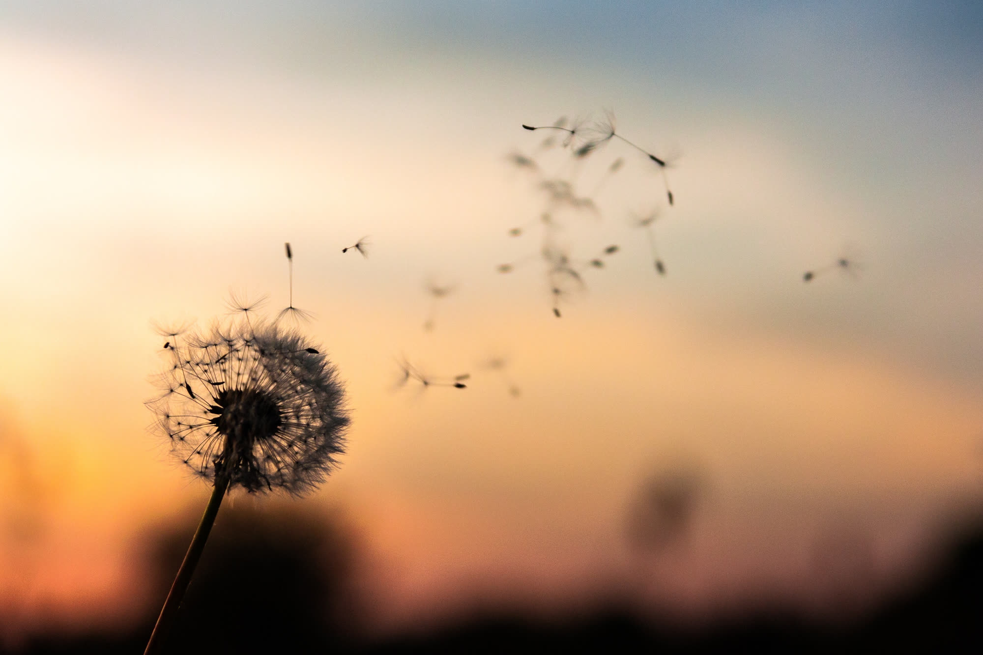 A dandelion releasing its seeds into a sunset sky